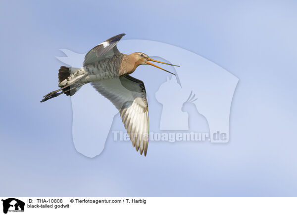 Uferschnepfe / black-tailed godwit / THA-10808