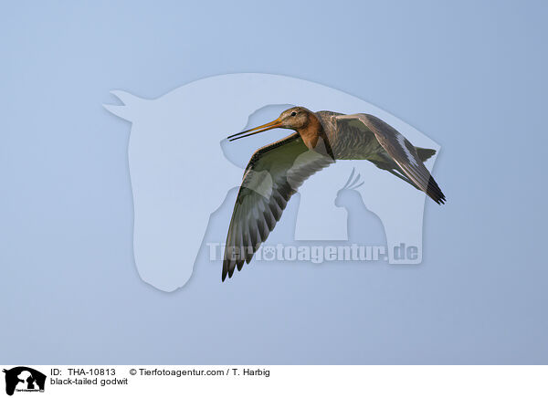 Uferschnepfe / black-tailed godwit / THA-10813