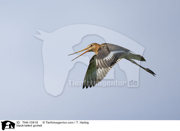 Uferschnepfe / black-tailed godwit / THA-10816