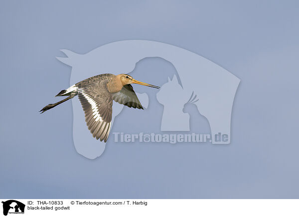 Uferschnepfe / black-tailed godwit / THA-10833