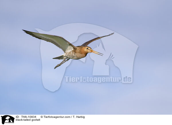 Uferschnepfe / black-tailed godwit / THA-10834