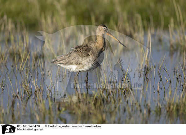 Uferschnepfe / black-tailed godwit / MBS-28478