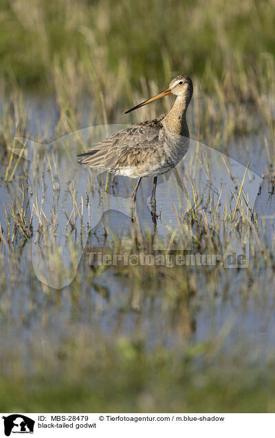 black-tailed godwit / MBS-28479