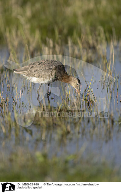black-tailed godwit / MBS-28480