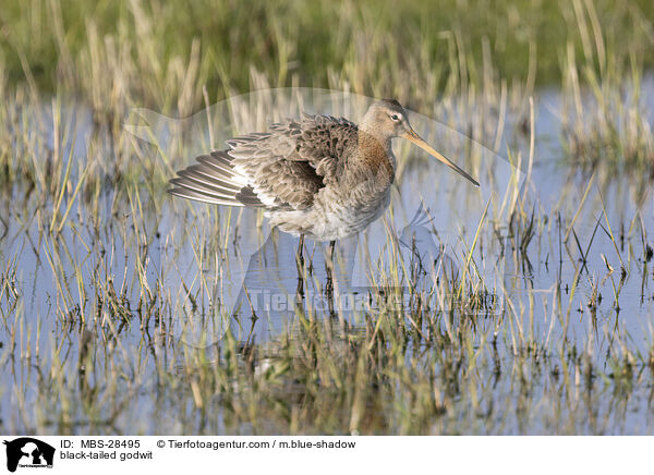 Uferschnepfe / black-tailed godwit / MBS-28495