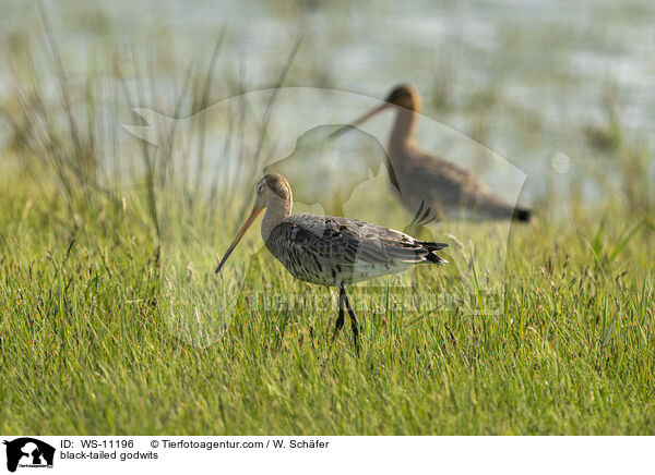 Uferschnepfen / black-tailed godwits / WS-11196