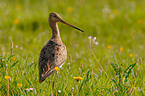 Black-tailed godwit