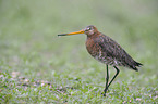 black-tailed godwit