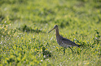 black-tailed godwit