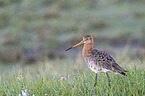black-tailed godwit