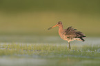 black-tailed godwit