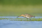 black-tailed godwit