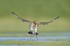 black-tailed godwit