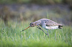 black-tailed godwit