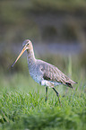 black-tailed godwit