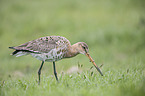 black-tailed godwit
