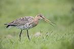 black-tailed godwit