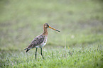 black-tailed godwit