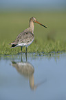 black-tailed godwit