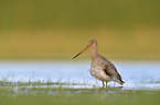 black-tailed godwit