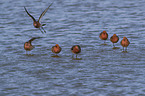 black-tailed godwit