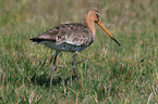 black-tailed godwit