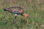 black-tailed godwit