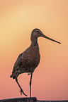Black-tailed godwit stands on pole