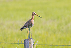 Black-tailed godwit stands on pole