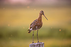 Black-tailed godwit stands on pole