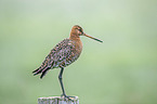 Black-tailed godwit stands on pole