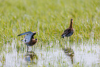 black-tailed godwits