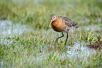black-tailed godwit