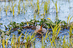 black-tailed godwit