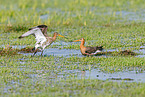 black-tailed godwits