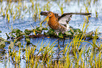black-tailed godwit