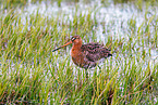 black-tailed godwit