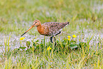 black-tailed godwit