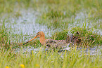 black-tailed godwit