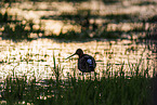 black-tailed godwit