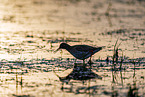 black-tailed godwit