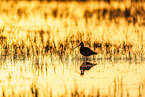black-tailed godwit