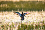black-tailed godwits