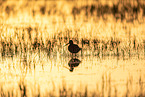 black-tailed godwit