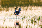 black-tailed godwit