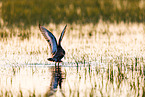 black-tailed godwit