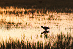 black-tailed godwit