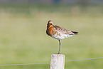 black-tailed godwit