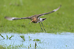black-tailed godwit