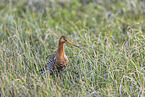 black-tailed godwit